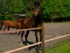 dressage horse Sandrino (Württemberger, 2001, from Sandro Hit)