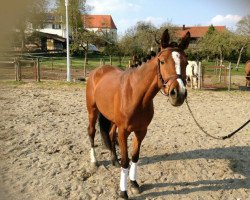 broodmare Lilly (Westphalian, 2010, from Lordinio)