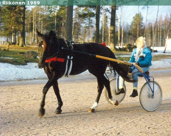 stallion Grundys Cohnection DA-076 (US) (American Trotter, 1985, from Speedy Crown 9498H (US))