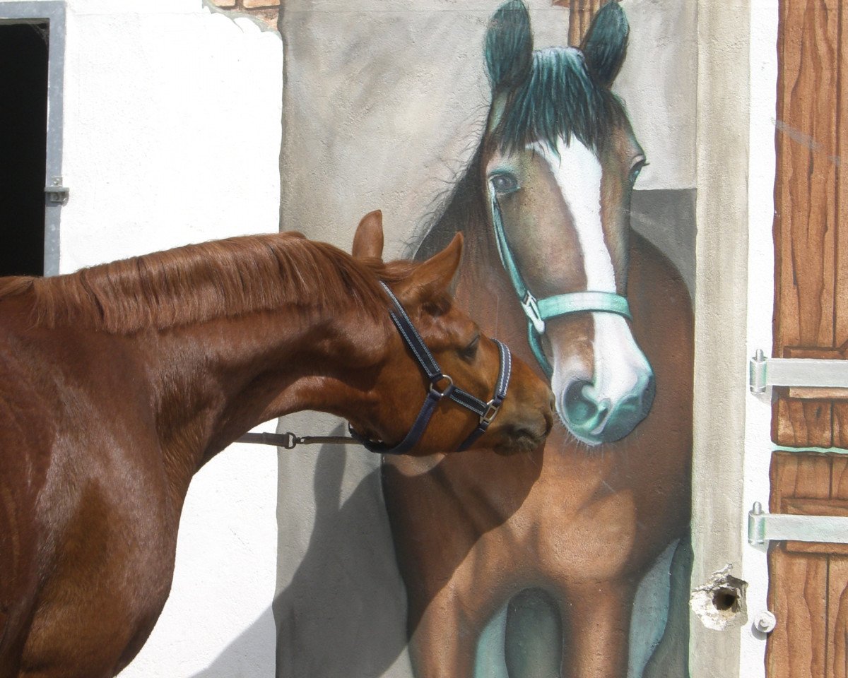 dressage horse De Ville SP (Westphalian, 2005, from Damon Hill)