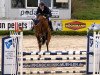 jumper Sancare (Oldenburg show jumper, 2009, from Sandro Boy)