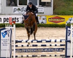 jumper Sancare (Oldenburg show jumper, 2009, from Sandro Boy)