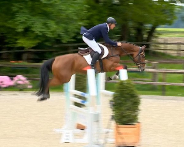jumper Quinton 11 (Oldenburg, 2009, from Quality 9)