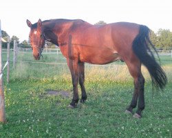 dressage horse Rockefeller S (Saxony-Anhaltiner, 1996, from Rosenzauber)