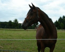 broodmare P-Contanka (Holsteiner, 2000, from Contender)