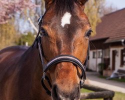 broodmare Sonadora del Sol (Westphalian, 2006, from Sir Donnerhall I)