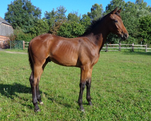 stallion Gustaf (Hanoverian, 2015, from Gandhi)