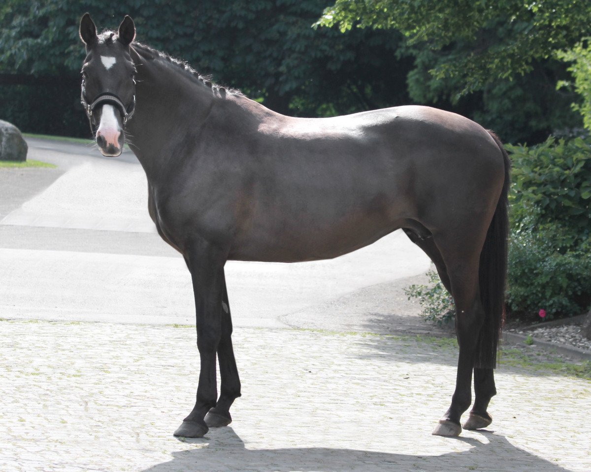 Zuchtstute Havinia Devina (Trakehner, 1999, von Kostolany)