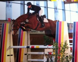 jumper Sweet Cherie (Hanoverian, 2009, from Stolzenberg)