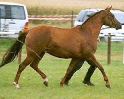 broodmare Zauberglück (Trakehner, 1997, from Assistent)