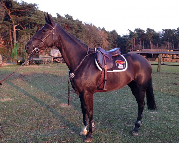 jumper Quibienne R (Zangersheide riding horse, 2009, from Quicksilber)