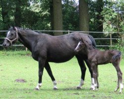 broodmare Dolce Fabienne (Westphalian, 1995, from Denberg)