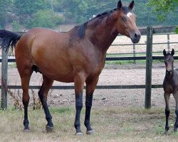 broodmare Hirtenglück (Trakehner, 2002, from Pret a Porter)