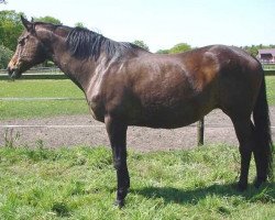 broodmare Mahe (Trakehner, 1991, from Anduc)