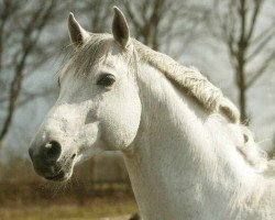 stallion Brave Heart (Trakehner, 1993, from Arc de Triomphe)