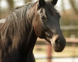 Zuchtstute Fleure belle (Trakehner, 1993, von Holunder)