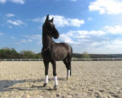 dressage horse Donna Darling (Oldenburg,  , from Dr Doolittle 45)