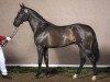 stallion Balous Diamond (Westphalian, 2010, from Balous Bellini)