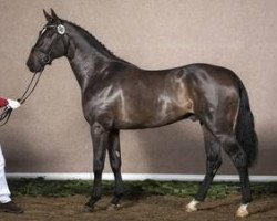 stallion Balous Diamond (Westphalian, 2010, from Balous Bellini)