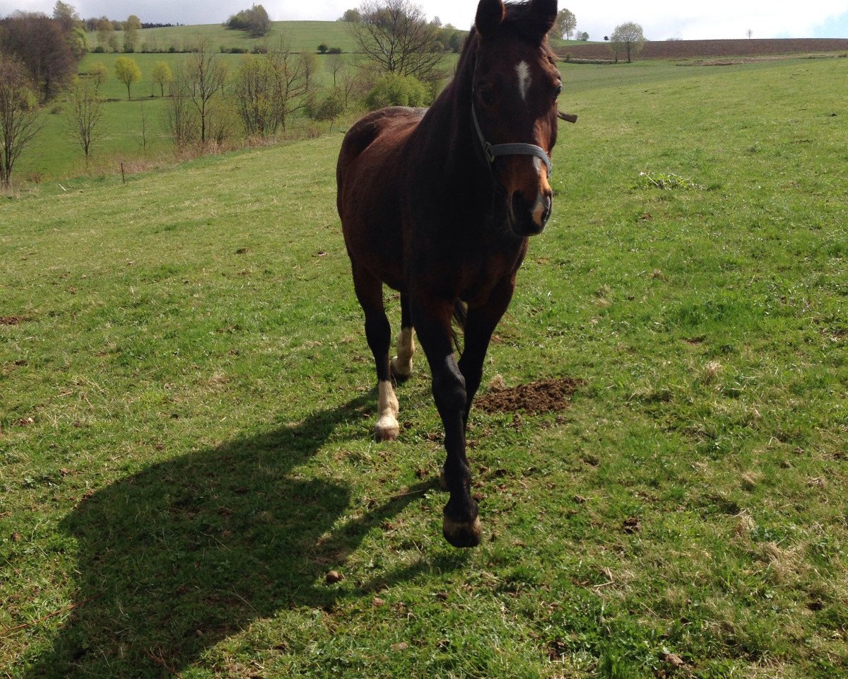 Springpferd Akrolit (Sachse, 1998, von Allround)