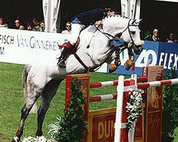 stallion Corrado I (Holsteiner, 1985, from Cor de la Bryère)