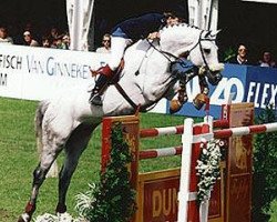 Deckhengst Corrado I (Holsteiner, 1985, von Cor de la Bryère)