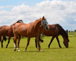 broodmare Wildrose (Zweibrücken, 1993, from Garant)