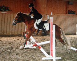 Pferd Tassilo (Arabo-Haflinger, 1983, von Rasso Z)