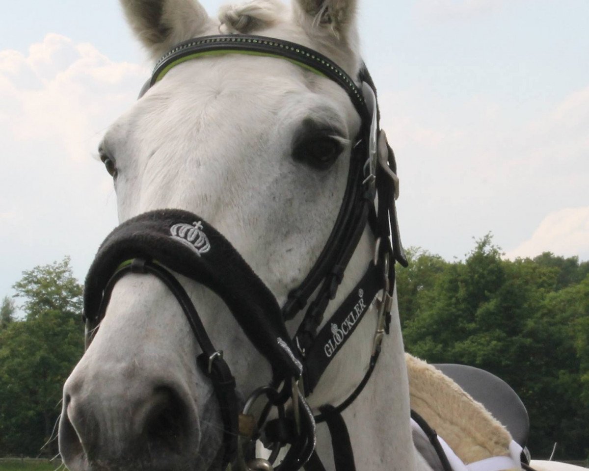 horse Rolex (Westphalian, 1996, from Rubinstein I)
