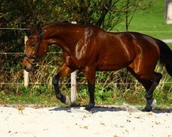 broodmare Final Glow (DE) (German trotters, 2002, from Sir Isaac (US))