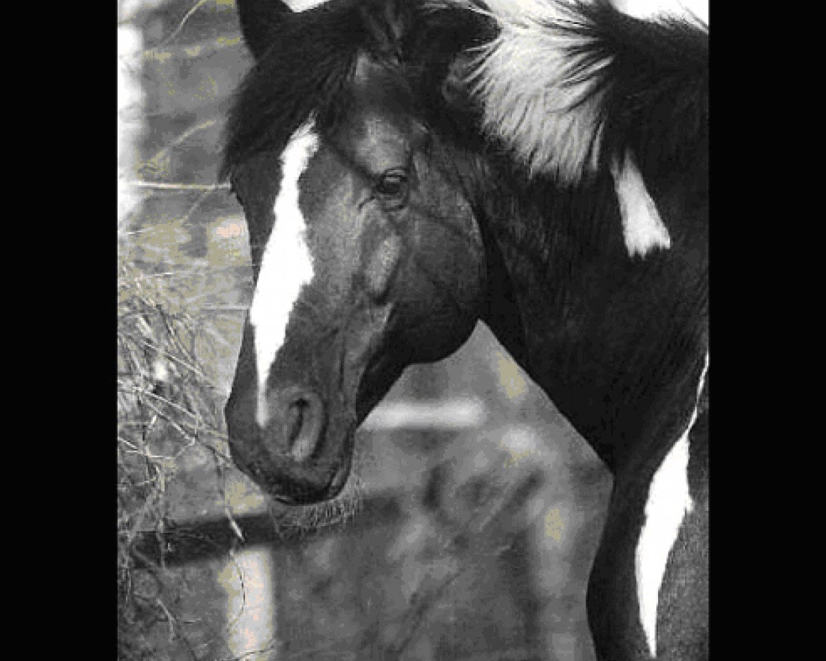 Deckhengst Charming Irco (Pinto/Hunter, 1992, von Chromico)