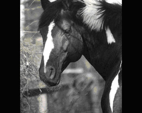 stallion Charming Irco (Pinto / Hunter, 1992, from Chromico)