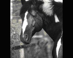 Deckhengst Charming Irco (Pinto/Hunter, 1992, von Chromico)