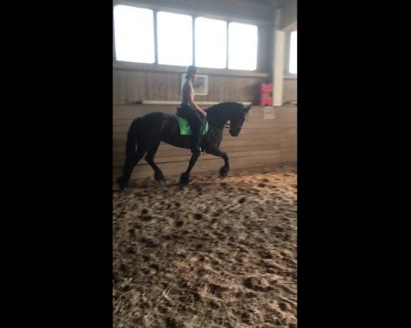 Video of Friese 7 J