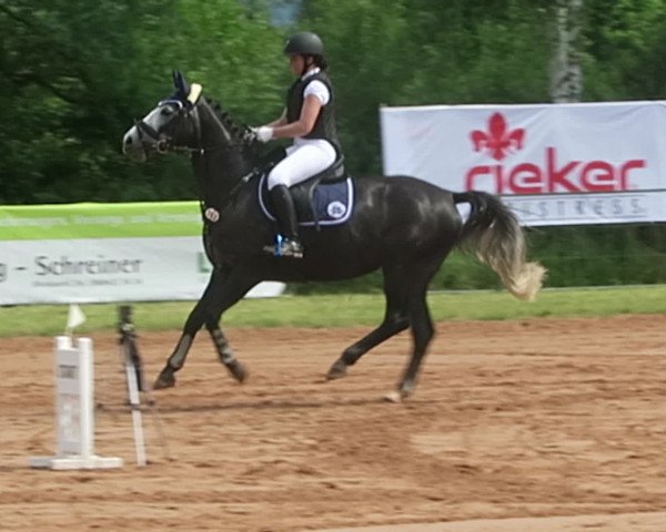 Reitturnier Blieskastel-Webenheim 2017