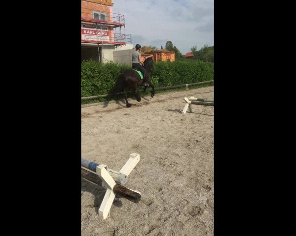 Video of Friese 7 J