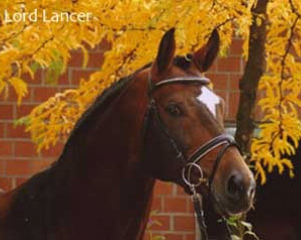 stallion Lord Lancer (Oldenburg, 1999, from Lancer II)