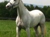 dressage horse Franklin 45 (Westphalian, 2003, from Floresco NRW)