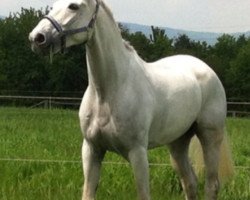 dressage horse Franklin 45 (Westphalian, 2003, from Floresco NRW)