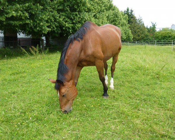horse Nordstern K (Saxony-Anhaltiner, 1999, from Nerv)