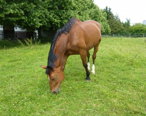 Pferd Nordstern K (Sachsen-Anhaltiner, 1999, von Nerv)