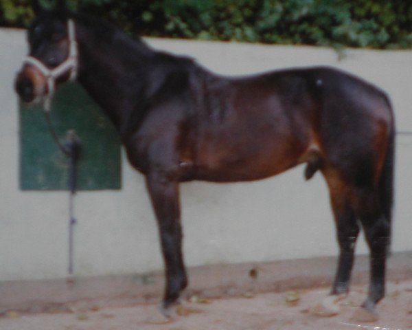 horse Waran (Zweibrücken, 1985, from Weltloewe)