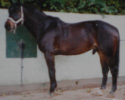 Pferd Waran (Zweibrücker, 1985, von Weltloewe)