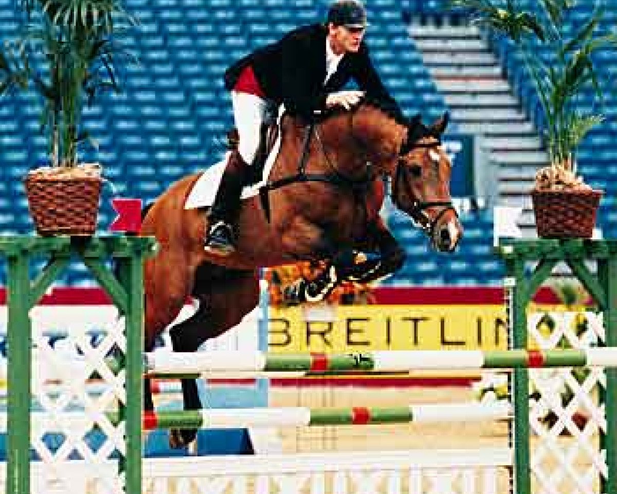 Deckhengst Hattrick VDL (KWPN (Niederländisches Warmblut), 1989, von Ahorn)