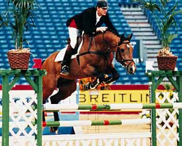 stallion Hattrick VDL (KWPN (Royal Dutch Sporthorse), 1989, from Ahorn)