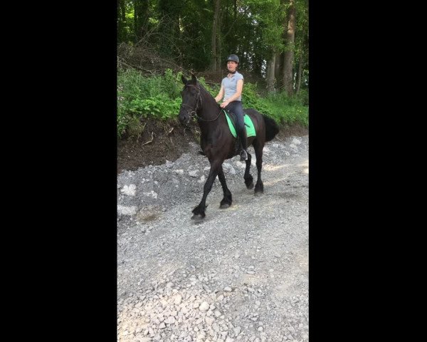 Video of Friese 7 J