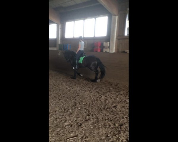 Video of Friese 7 J