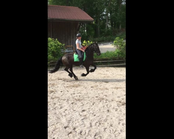 Video of Friese 7 J