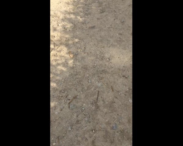 Video of Friese 7 J