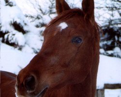 Pferd Point Blank (Trakehner, 1999, von Erlkönig)